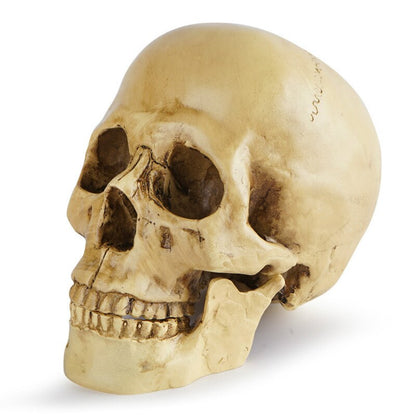 Skull Resin Model