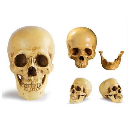 Skull Resin Model