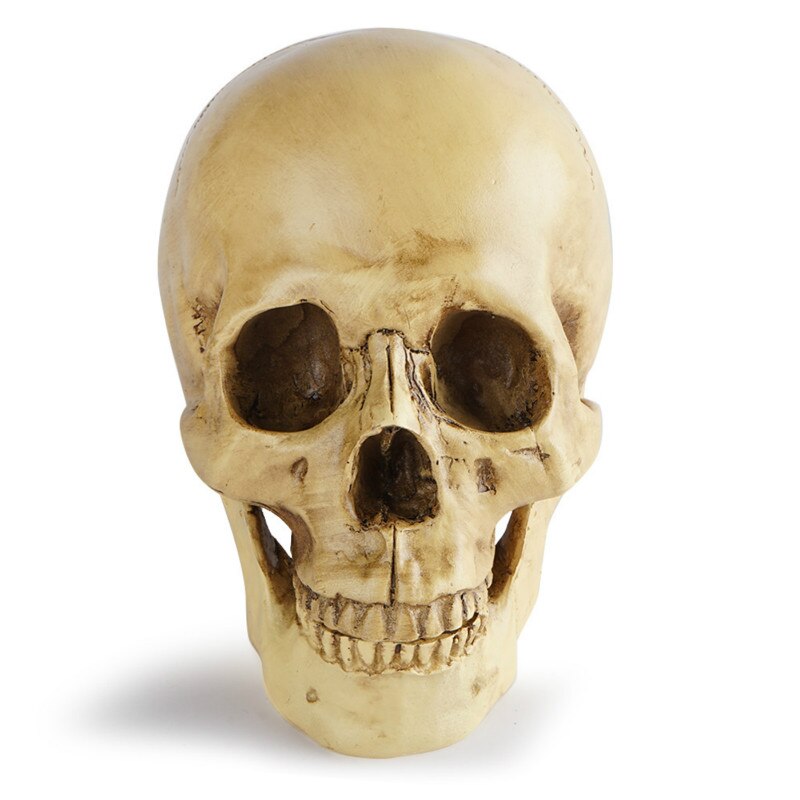 Skull Resin Model