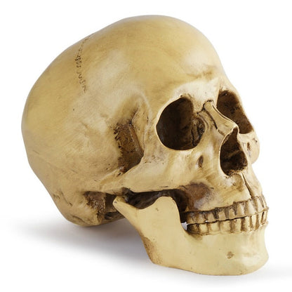 Skull Resin Model