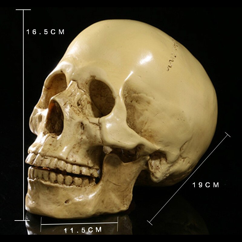 Skull Resin Model